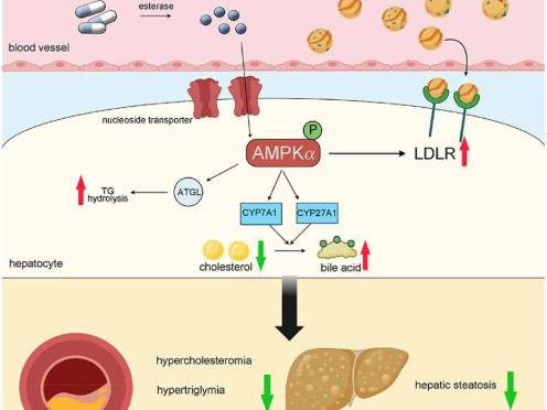 AMPK-496-372 AMPK-496-372