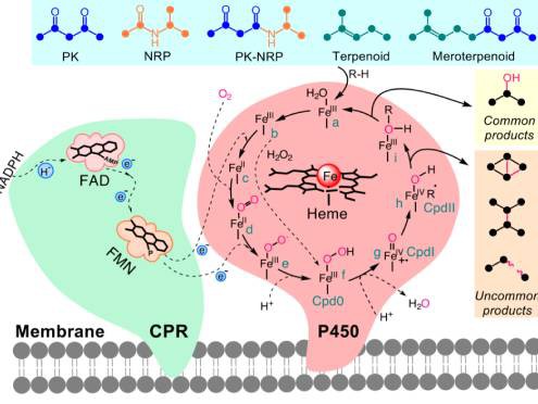 P450-495-372 P450-495-372