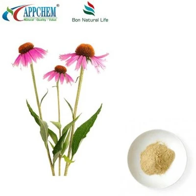 Echinacea Purpurea kivonat por